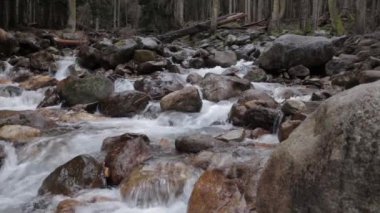 Yakın mesafede bir dağ nehri, ormanda bir dere, etrafta ağaçlar ve taşlar, taşlara karşı akan su.