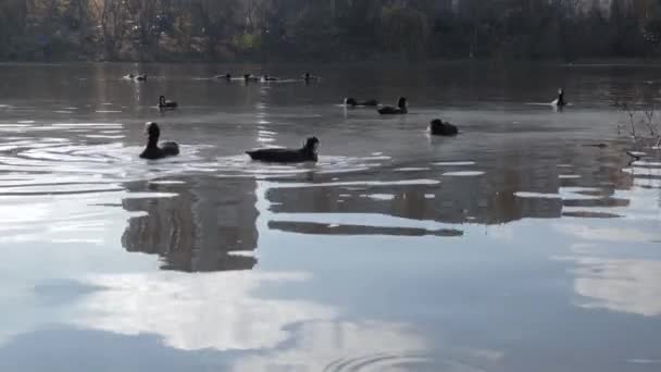 Aves acuáticas en el agua, una bandada de aves, patos nadan en busca de comida en el estanque — Vídeos de Stock