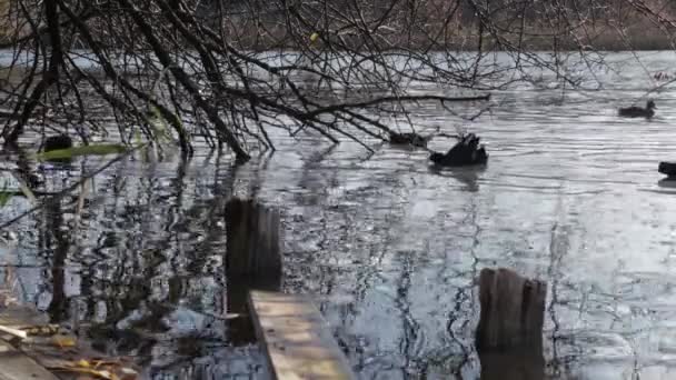 La sauvagine sur l'eau, un troupeau d'oiseaux, canards nagent à la recherche de nourriture sur l'étang — Video