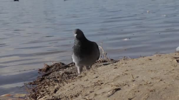 Pombo na margem de uma lagoa está à procura de comida, comer, bicando pão, água, rio, pássaro — Vídeo de Stock