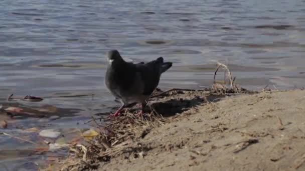 Περιστέρι στην όχθη μιας λίμνης ψάχνει για τροφή, φαγητό, τσιμπάει ψωμί, νερό, ποτάμι, πουλί — Αρχείο Βίντεο
