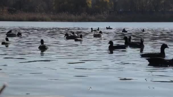 Watervogels op het water, een zwerm vogels, eenden zwemmen op zoek naar voedsel op de vijver — Stockvideo