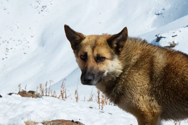 山の中の動物、雪の中の犬、雪の斜面に横たわって、クローズアップ — ストック写真