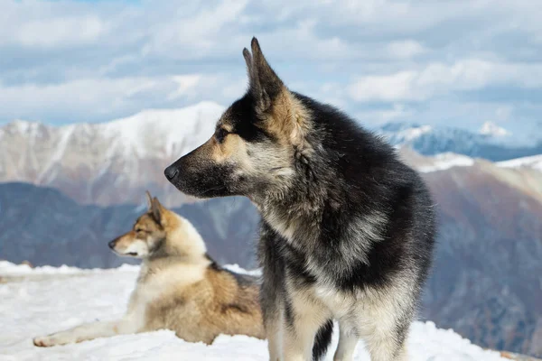 Ζώα στα βουνά, σκυλιά στο χιόνι, ξαπλωμένα σε μια χιονισμένη πλαγιά, κοντινό πλάνο — Φωτογραφία Αρχείου