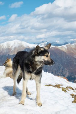 Dağlarda hayvanlar, karda köpekler, karlı bir yamaçta yatıyorlar, yakın plan.