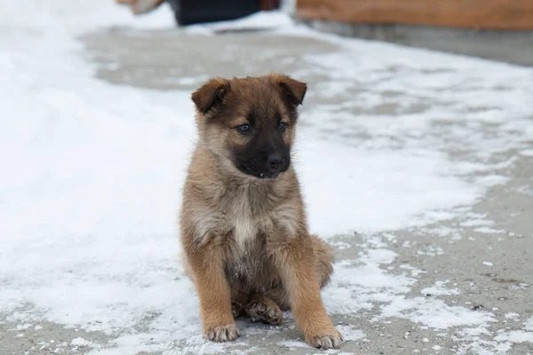 Un cachorro de un perro sentado en la nieve, un pequeño animal en invierno, primer plano — Foto de Stock