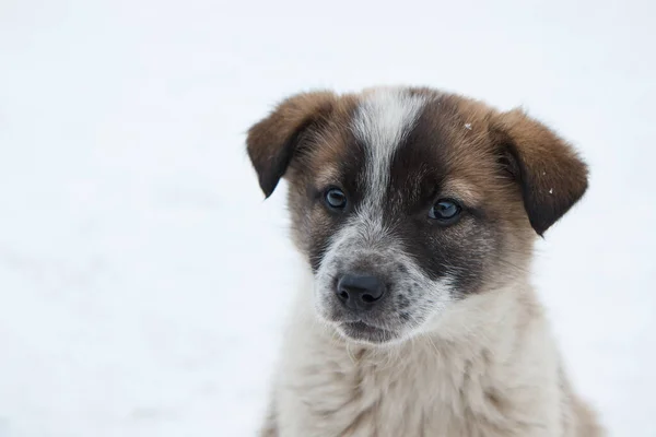 Beyaz arka planda yavru bir köpeğin portresi, karda bir köpeğin oğlu, yakın plan, bulanık arka plan.