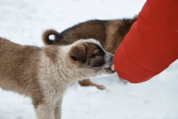 Un cachorro come con la mano, un pequeño animal en invierno, de cerca, una mano alimenta a los perros — Foto de Stock