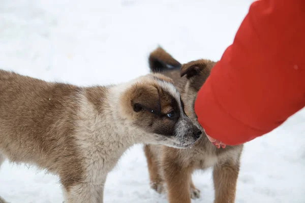 Um cachorro de cachorro de cachorro come com a mão, um pequeno animal no inverno, close-up, uma mão alimenta cães — Fotografia de Stock