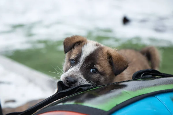Ένα σκυλάκι δαγκώνει και παίζει με ένα σχοινί, δαγκώνει κορδόνια, ένα μικρό ζώο το χειμώνα, κοντινό πλάνο, — Φωτογραφία Αρχείου