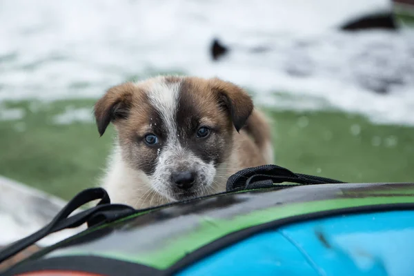 Un cachorro de perro muerde y juega con una cuerda, muerde cordones de zapatos, un pequeño animal en invierno, primer plano, — Foto de Stock