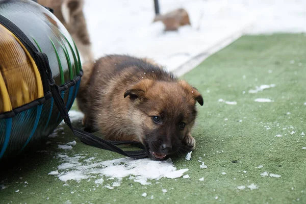 Un cachorro de perro muerde y juega con una cuerda, muerde cordones de zapatos, un pequeño animal en invierno, primer plano, — Foto de Stock