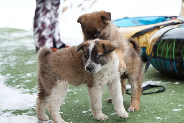 Two puppy dogs play with each other, gnaw each other, a small animal in winter, close-up, Royalty Free Stock Photos