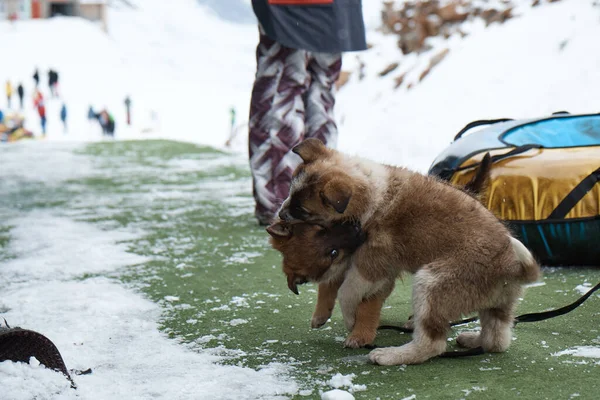 Dos perros cachorros juegan entre sí, roer entre sí, un pequeño animal en invierno, primer plano, — Foto de Stock