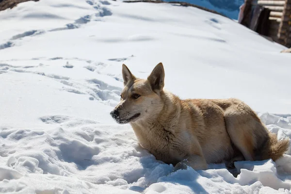 山の中の動物、雪の中の犬、雪の斜面に横たわって、クローズアップ — ストック写真