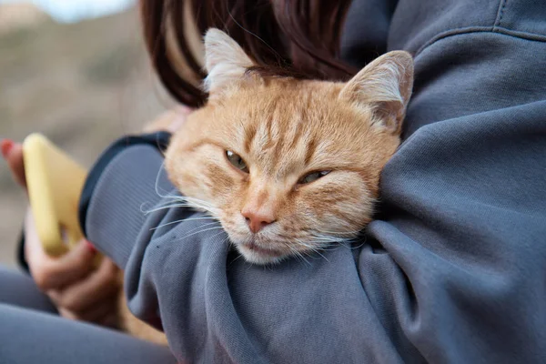Un chat roux dans les bras d'une fille, un chaton regardant la caméra, un chat affectueux — Photo