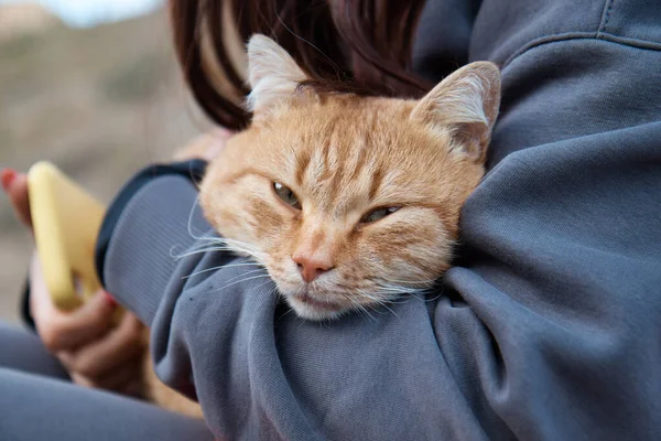Bir kızın kollarında kızıl saçlı bir kedi, kameraya bakan bir kedi, şefkatli bir kedi.