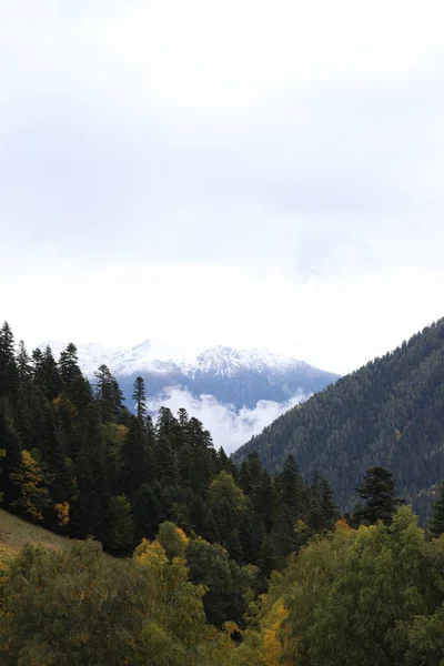 Dağlarda sis, yeşil orman ve kozalaklı ağaçlar, yamaçlar ve vadiler, alacakaranlıkta manzara.