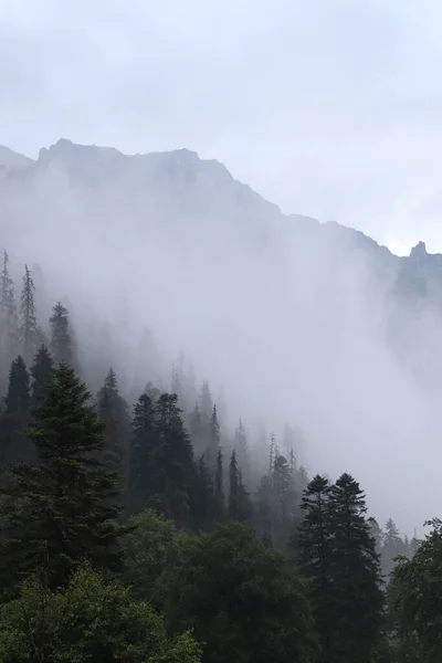 Brouillard dans les montagnes, forêt verte et conifères, pentes et ravins, paysage au crépuscule — Photo