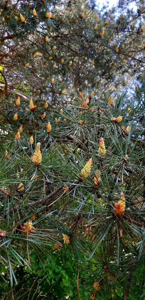 Rama de pino en flor sobre el fondo del bosque y el cielo —  Fotos de Stock