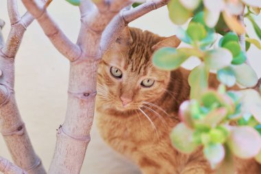 Yaygın turuncu kedi bitkiler arasındaki kameraya bakıyor.