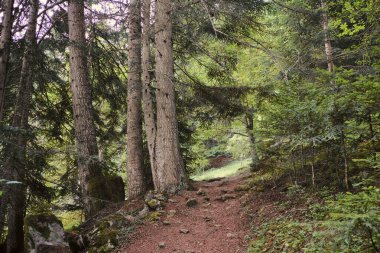 Sant Maurici Gölü 'nün Doğal Parkı' ndaki ormanda. Lleida, Katalonya