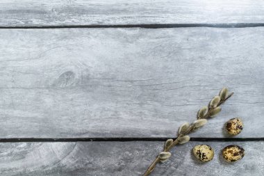 Easter background. Pussy willow and quail eggs in the lower corner against a light wood background.