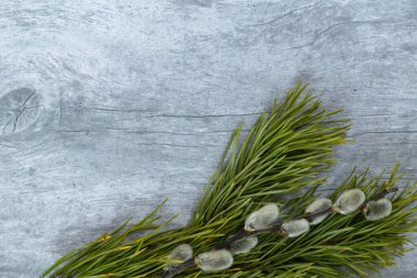 Easter background. A branch of green pine and pussy willow at the bottom on a light wood background.