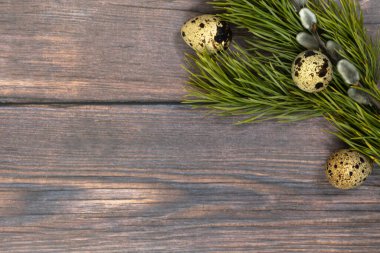 Easter background. A branch of a green pine and pussy willow with quail eggs in the upper right corner on a dark wood background.