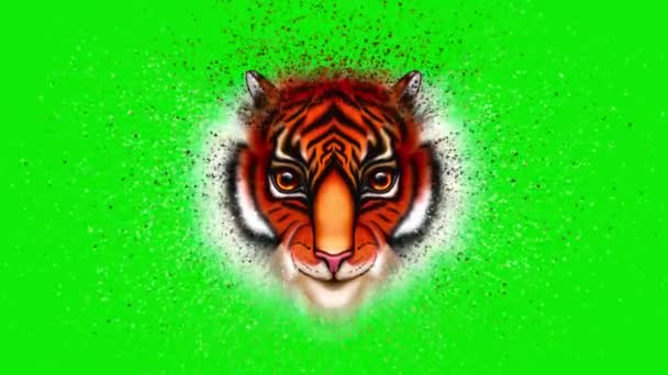 Тигриное лицо. Левитационный тигр на хромовом ключе. С Новым годом китайский тигр. — стоковое видео