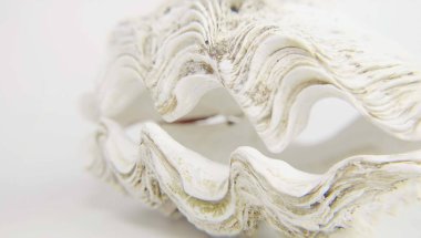 Güzel dalgalı desenli beyaz okyanus kabuğu. Yakın plan. Seçici odaklanma. Alanın derinliği. Kabuk beyaz arkaplanda 