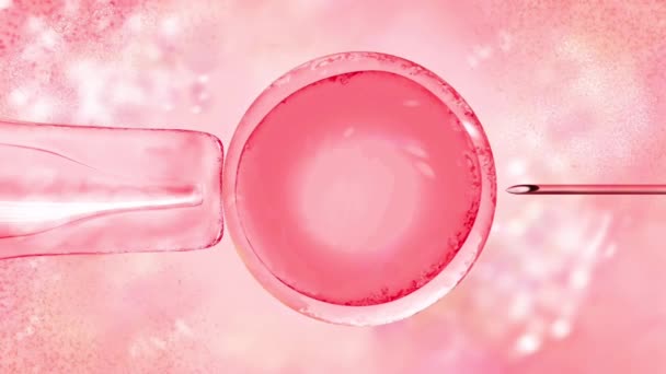 3d ilustración de la fertilización in vitro bajo un microscopio. Huevo, aguja médica, probeta, pipeta. En colores rosados de moda. Primer plano, microscopio, reprudoctología, imágenes de video de publicidad de FIV. — Vídeos de Stock