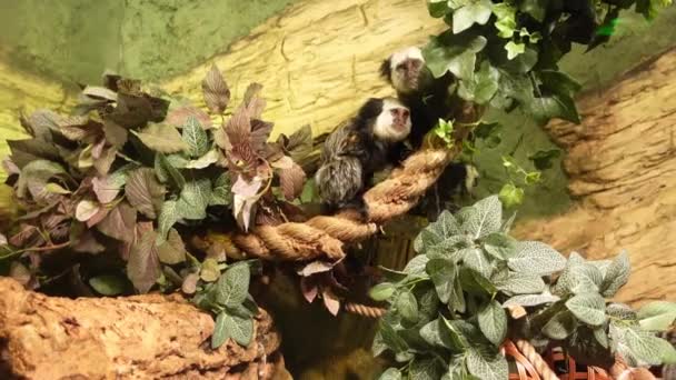 Callithrix geoffroyi Familie spielt, sitzt auf einem Baum im Zoo. Affen fressen, springen auf Bäume und spielen. Das Weißkopf-Äffchen brasilianische Ureinwohner kleine Affen suchen um.Nette Tierwelt — Stockvideo