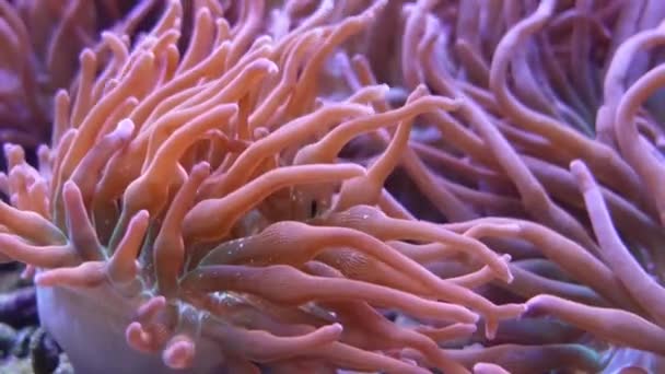 Bonito primer plano Hermosa flor del mar en el mundo submarino con corales rosados. Flores marinas moviéndose en pecera. Anémona marina que se mueve en pecera o en el mar. — Vídeos de Stock