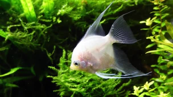 Exotic amazon fish pterophyllum scalare.White angelfish swimming in water tank with sea flower and sea seed.White beautiful fish.Hight quality footage for relaxing and waiting room — Wideo stockowe