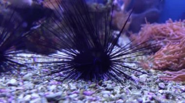Echinoide.Deniz kestanesi akvaryumun dibinde yatıyor. Deniz kestanesinin mercan kayalıklarında mavi suyla yakınlaşması. Uzun omurgalı deniz kestanesi Diadema setosum