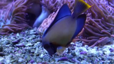 Close up Beautiful yellow and blue fish eating in coral reef.Acanthurus pyroferus in water tank or in wild life.Relaxing video and nature.