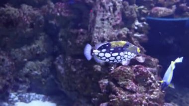 Balistoides bir mercan resifinin altında yüzer. Güzel Palyaço, mercan resifinde yüzen sarı ve mavi balıkları tetikler.