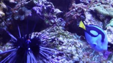 Regal Tang Fish or Palette Surgeonfish or Blue Tang Swimming on Coral Reef with other fishes and Diadema setosum.Blue beautiful fish.Hight quality footage for relaxing and waiting room. 