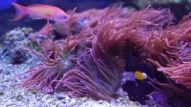 Siyah palyaço balığı her yerde yüzer. Su altı dünyasında pembe mercanlarla güzel bir deniz çiçeği. Akvaryumda hareket eden deniz çiçekleri. Deniz şakayığı akvaryumda ya da denizde hareket eder.