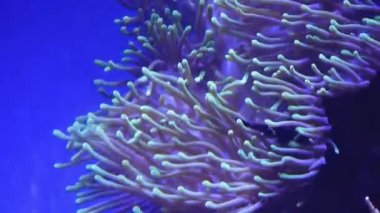 Su altı dünyasında pembe mercanlarla güzel bir deniz çiçeği. Akvaryumda hareket eden deniz çiçekleri. Deniz şakayığı akvaryumda ya da denizde hareket ediyor. Yüksek kalite 4k görüntü