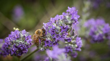 Çiçekteki bal arısı, 
