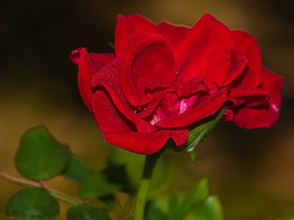 Gekleurde Rozenbloem Tuin — Stockfoto