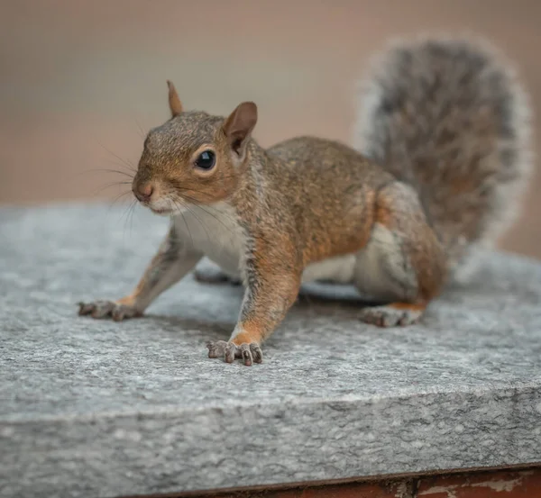 Portrait Gray Squirrel — Stock Photo, Image