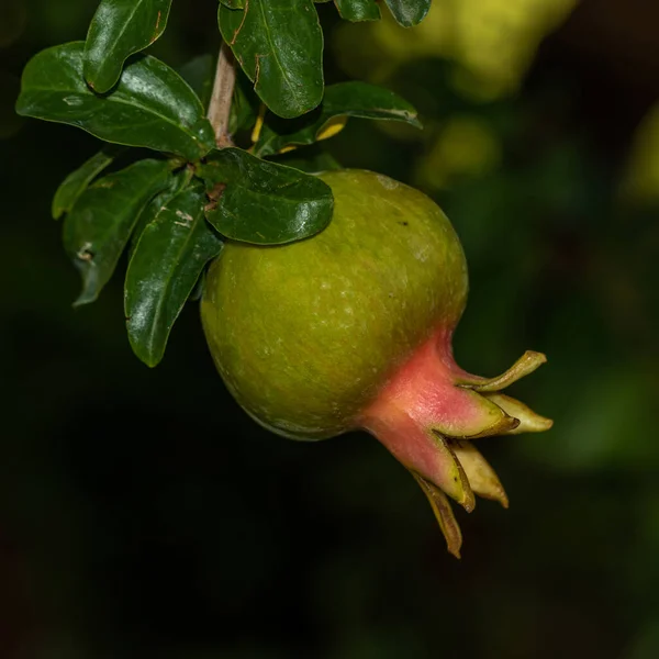 Close Pomegranate Plant — Stock Photo, Image