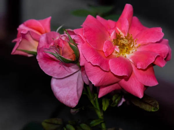 Geïsoleerde Gekleurde Bloem Natuurlijke Achtergrond — Stockfoto