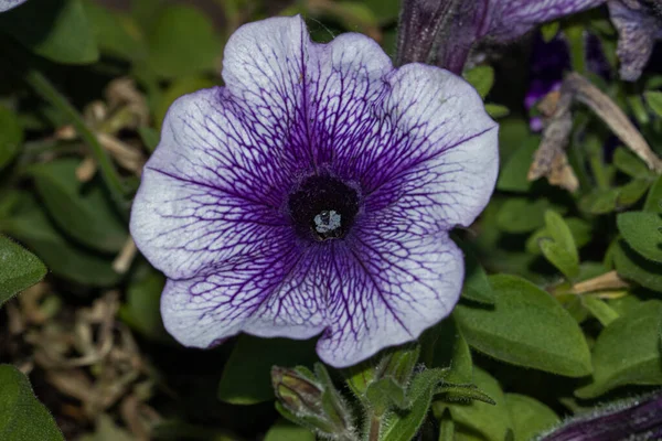 Χρωματιστό Λουλούδι Φυσικό Φόντο — Φωτογραφία Αρχείου