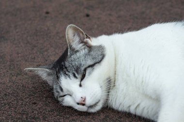 Gri ve beyaz kedi yerde uyuyor.