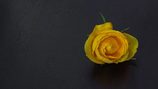 Isolated Yellow Rose Flower Black Space Text — Stock Photo, Image