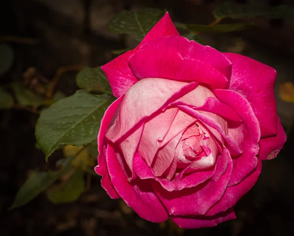 Gekleurde Roos Bloem Geïsoleerd Tuin Natuurlijke Achtergrond — Stockfoto